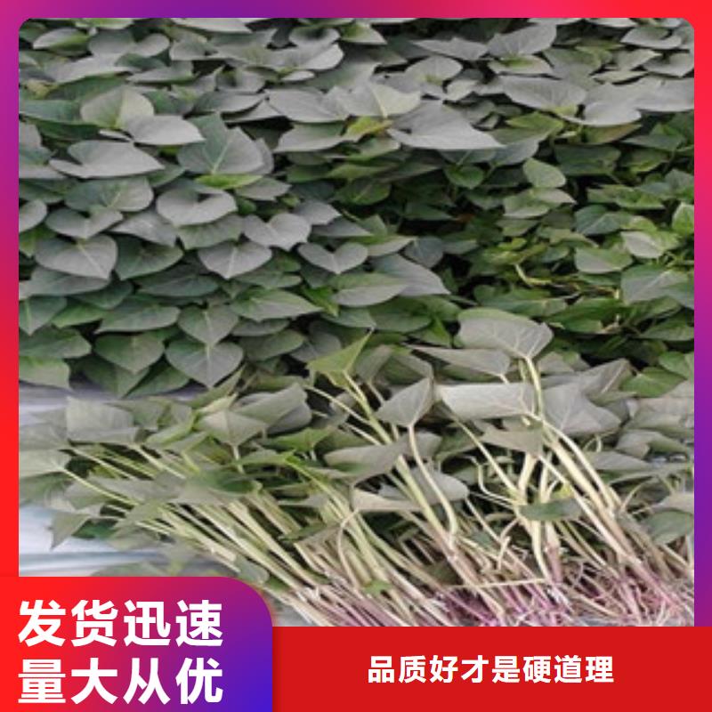 质量可靠的紫薯苗公司