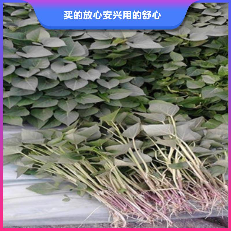 紫薯苗-紫薯苗保量
