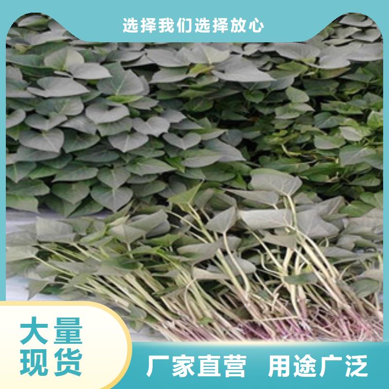 供应紫薯苗_厂家/供应