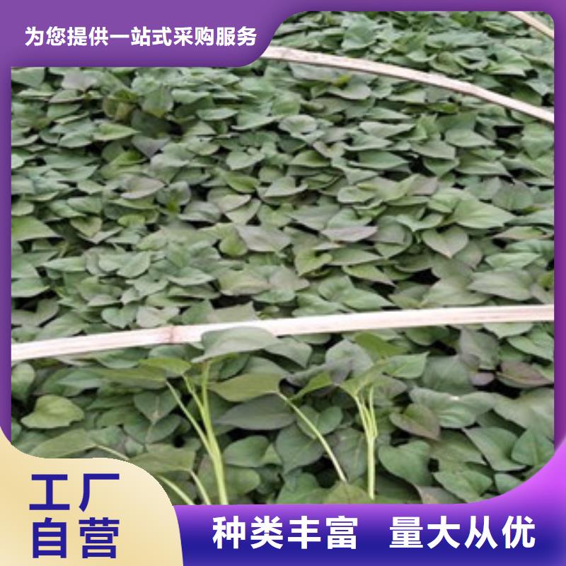 紫薯苗_紫薯苗有限公司