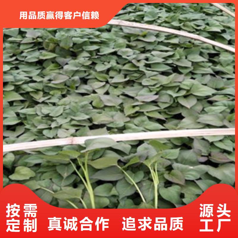 紫薯苗值得信赖的厂家质量安心