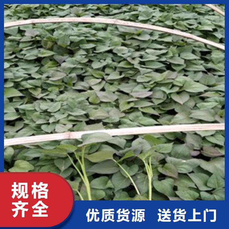 紫薯苗大品牌口碑优当地经销商