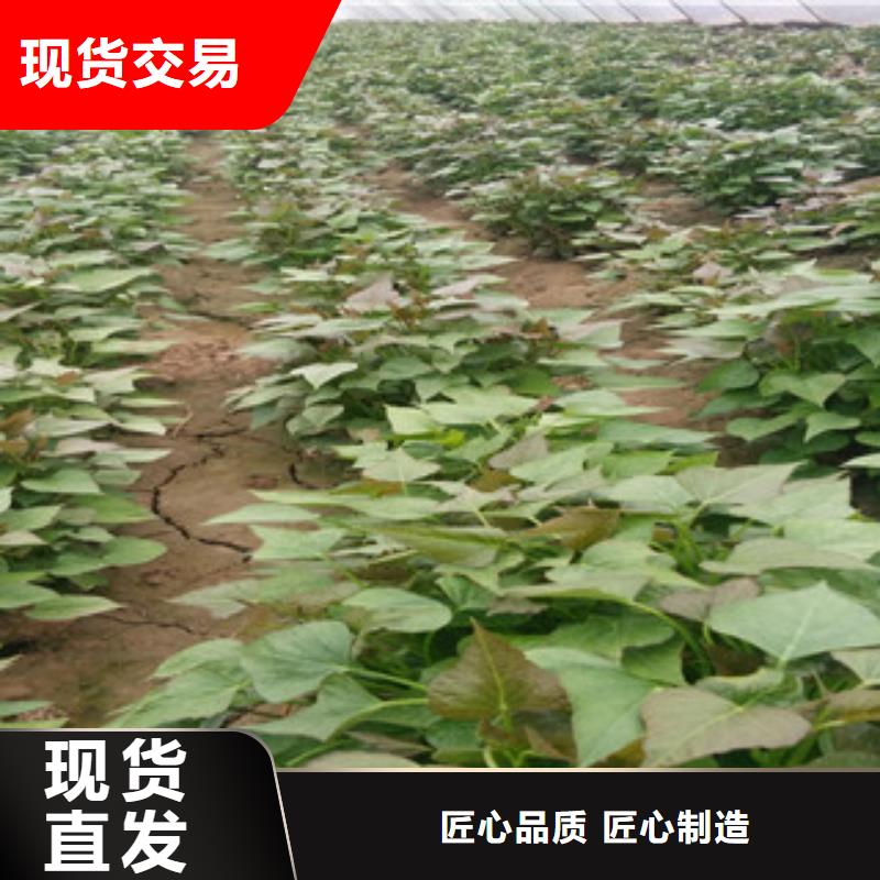 买紫薯苗必看-值得信赖