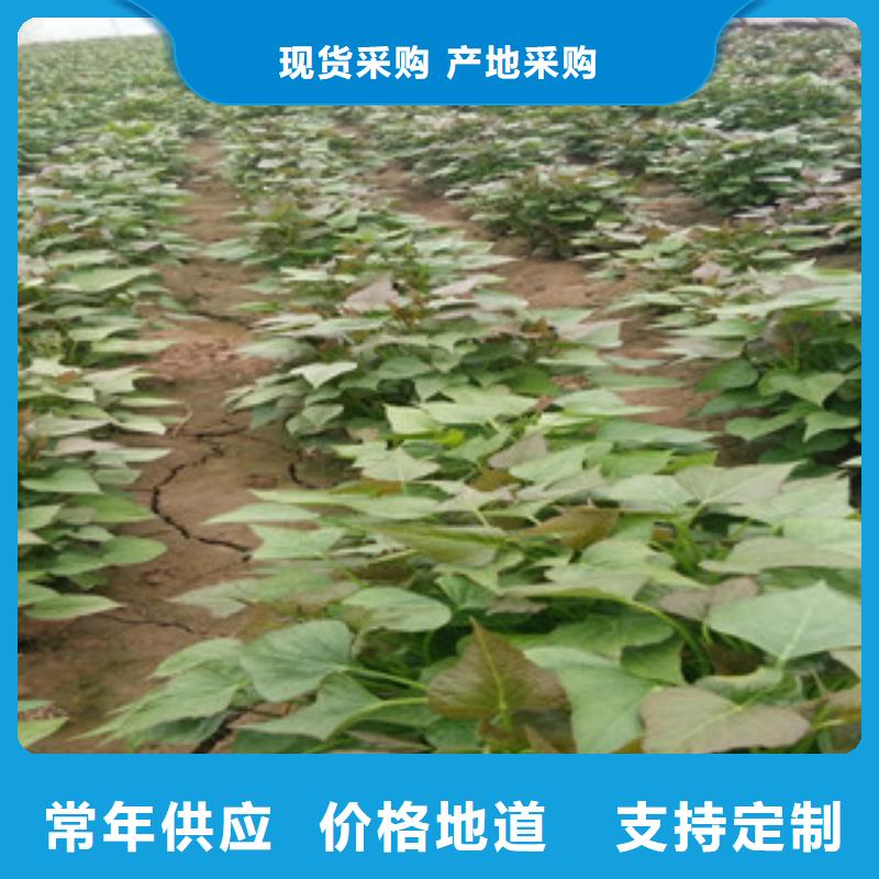 紫薯苗10年品质_可信赖当地货源