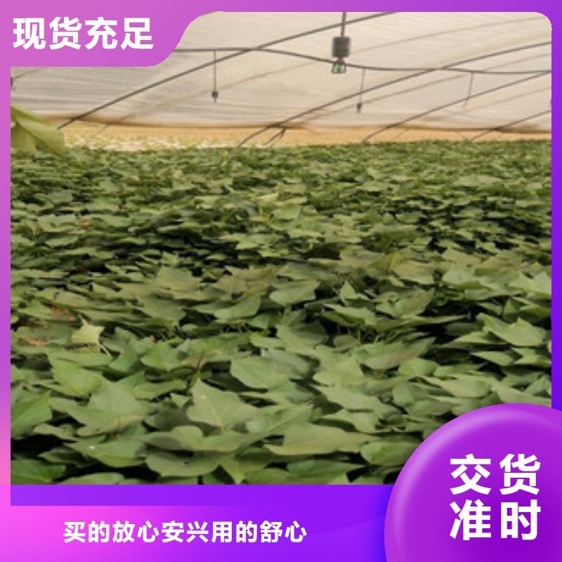 紫薯苗厂家图片厂家案例