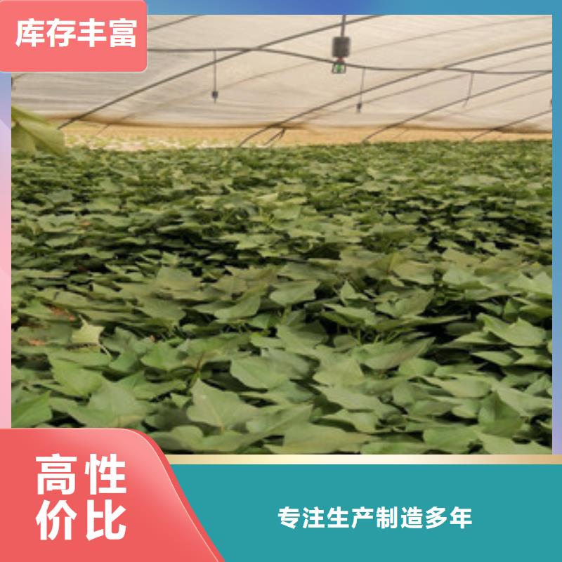 紫薯苗厂家图片