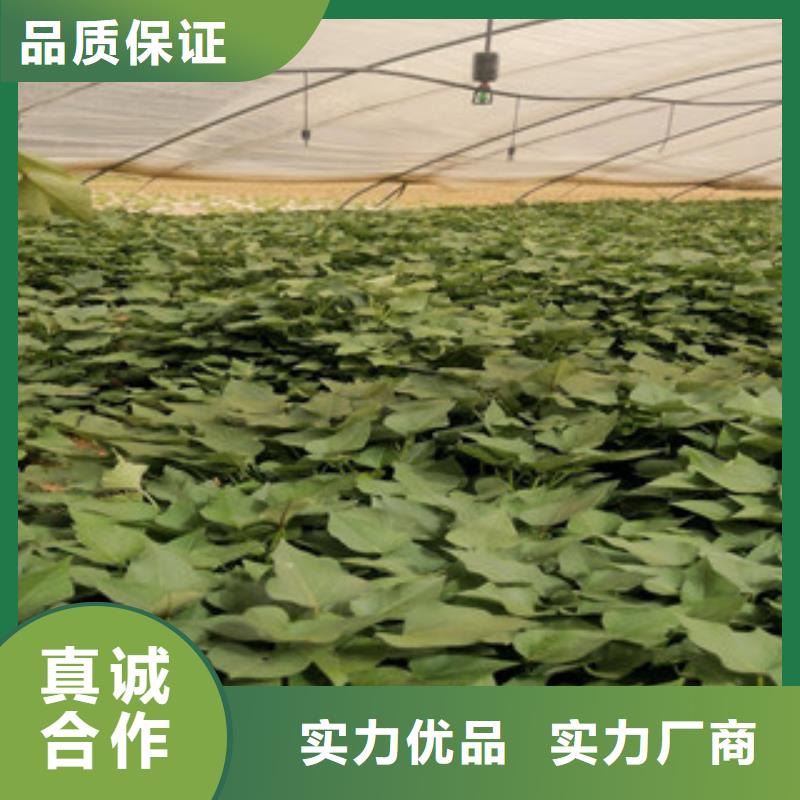 值得信赖的紫薯苗经销商