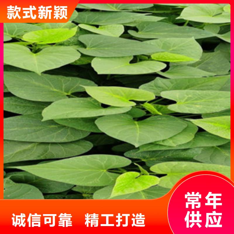 买紫薯苗必看-值得信赖