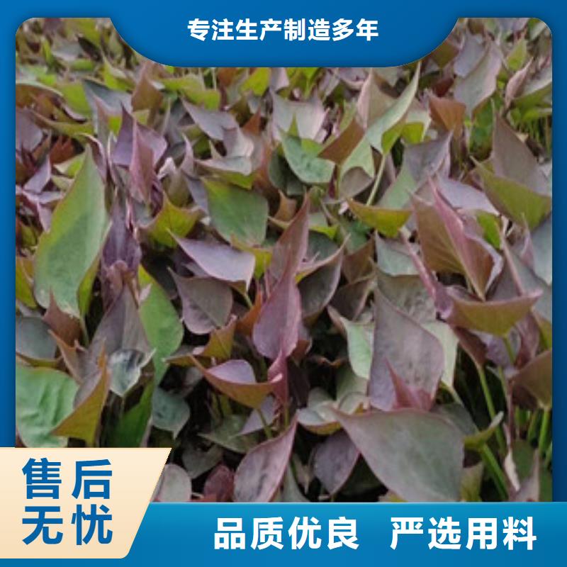 价格低的紫薯苗供货商用品质赢得客户信赖