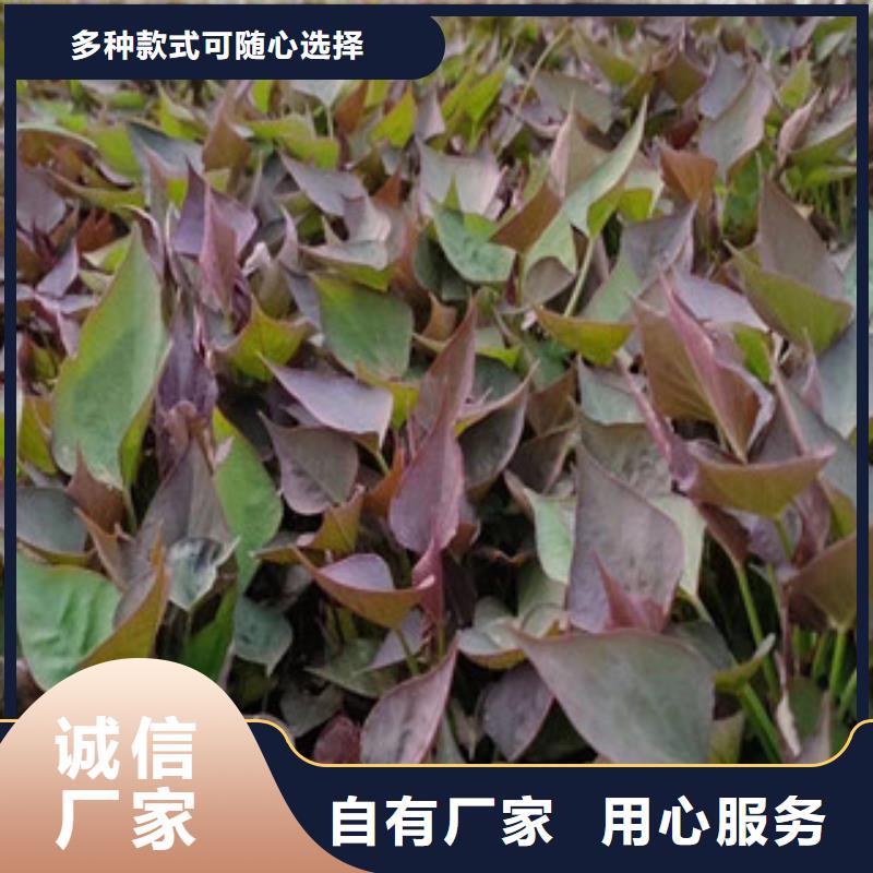 紫薯苗、紫薯苗厂家直销-价格合理同城品牌