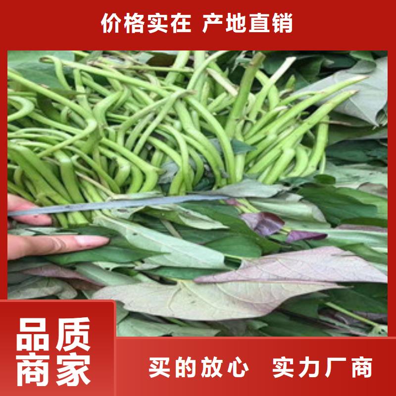 #紫薯苗#-欢迎您