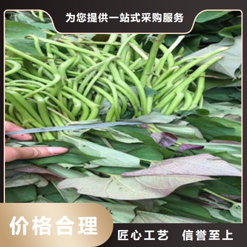 紫薯苗生产厂家-批发专业生产品质保证