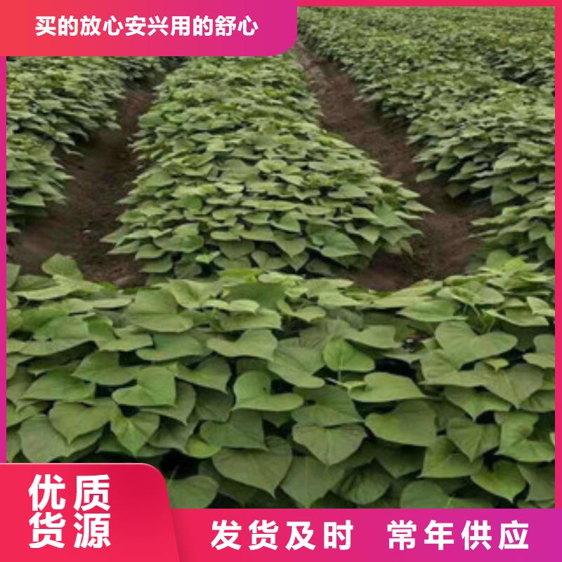 紫薯苗_紫薯苗有限公司