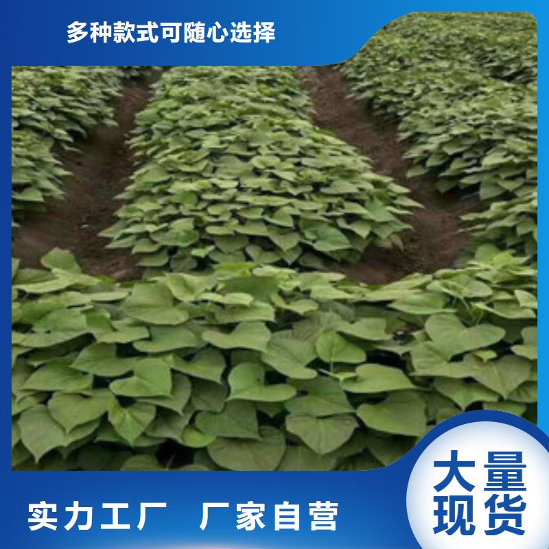 口碑好的紫薯苗批发商