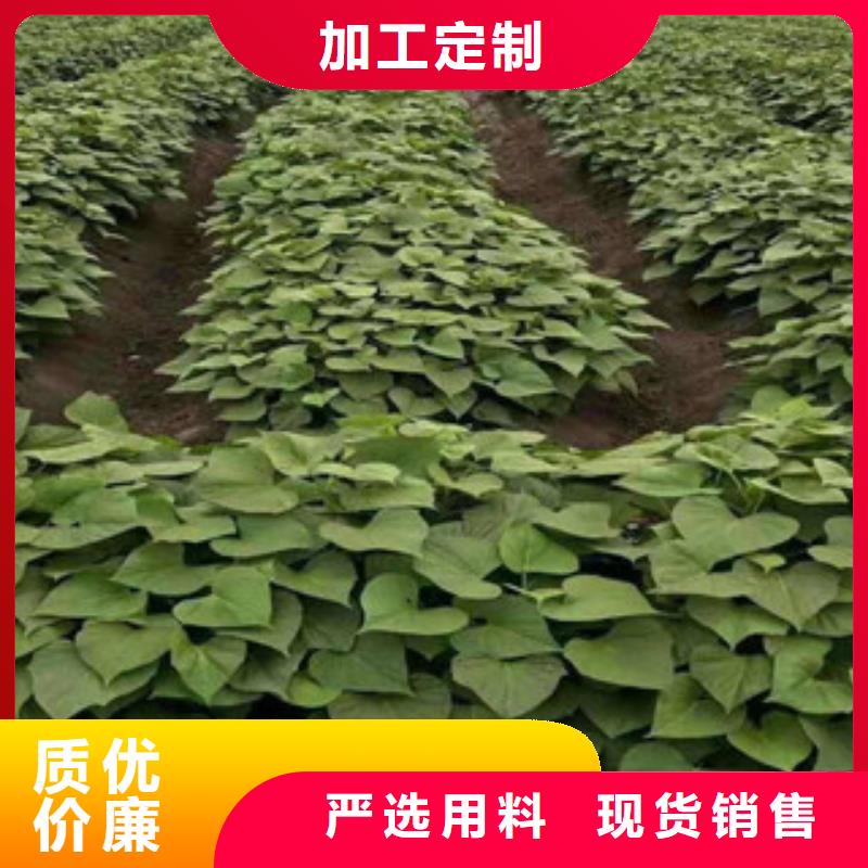 优质紫薯苗的批发商本地货源