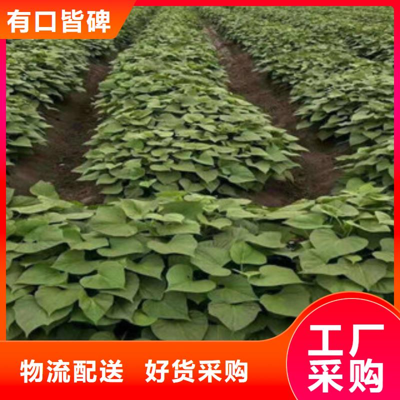 供应紫薯苗_厂家/供应厂家销售