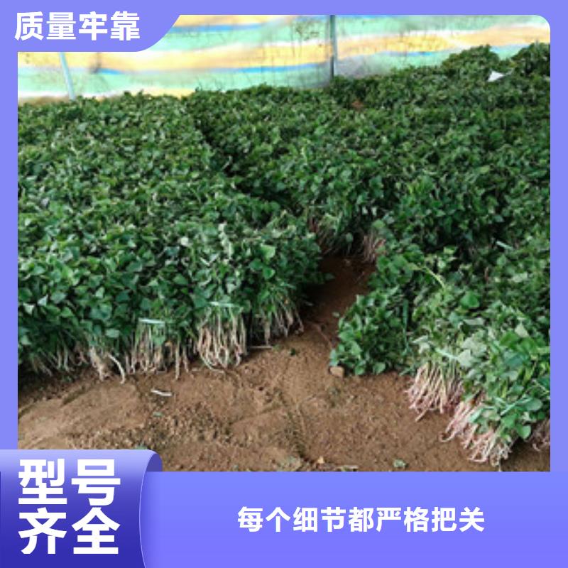 紫薯苗出厂价匠心工艺