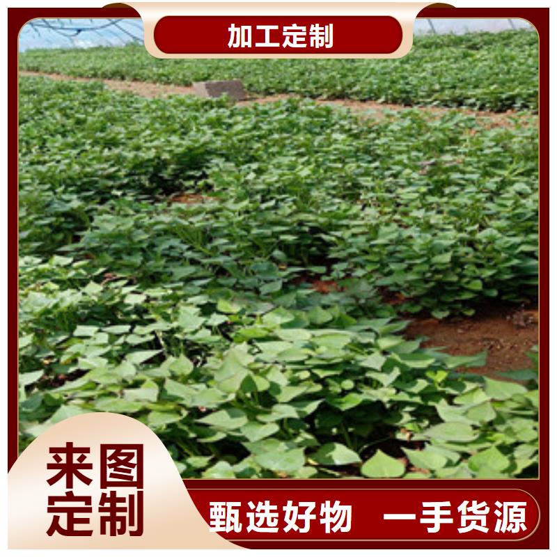 紫薯苗-多年大厂