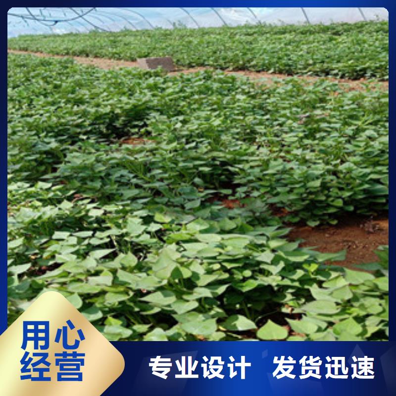 更多用户选择紫薯苗支持加工定制