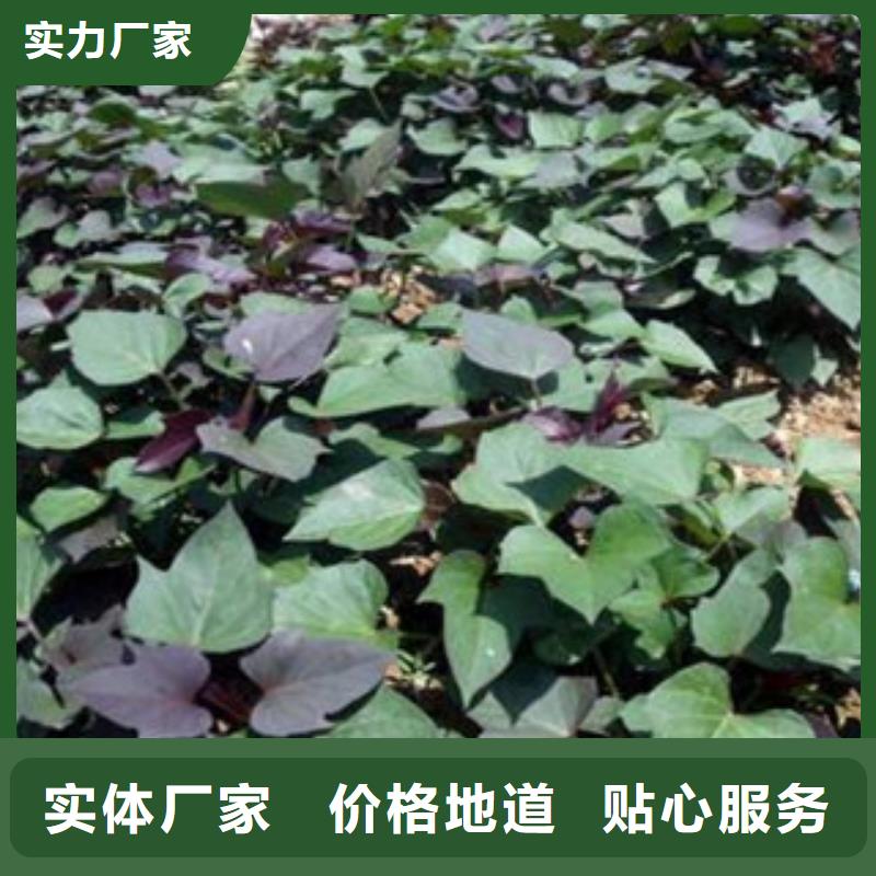 口碑好的紫薯苗批发商