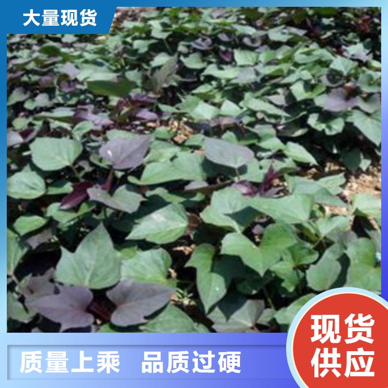 资讯：紫薯苗生产厂家拥有多家成功案例