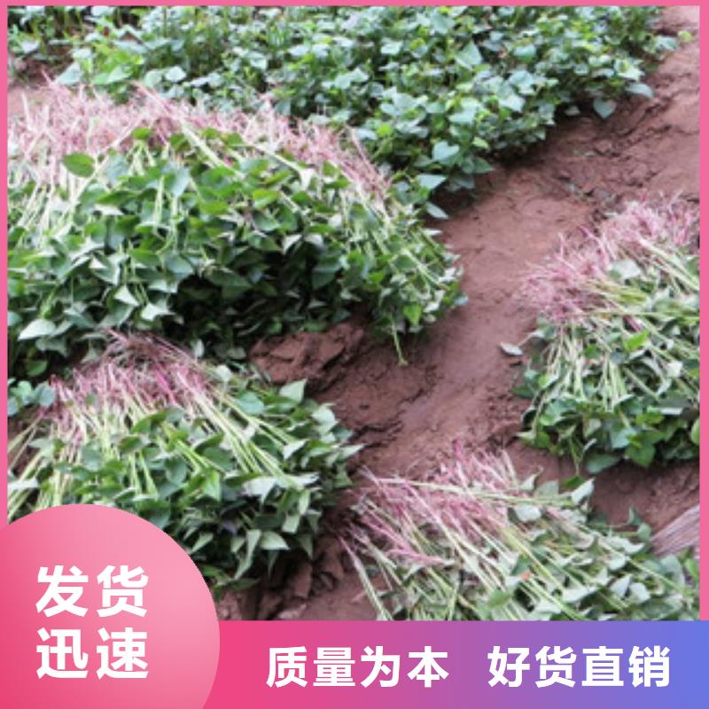 紫薯苗定制-紫薯苗厂家