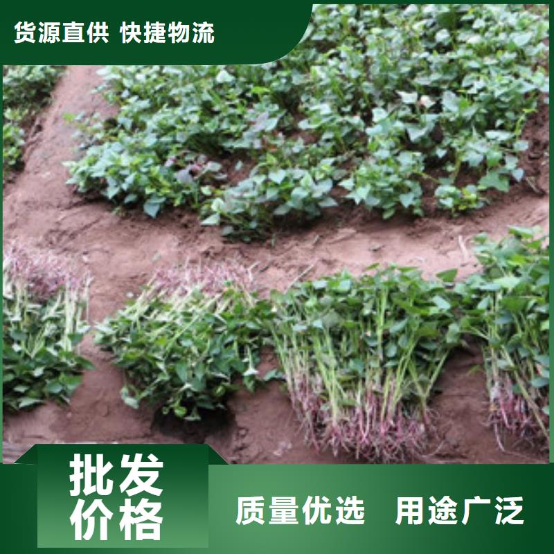 紫薯苗-多年大厂