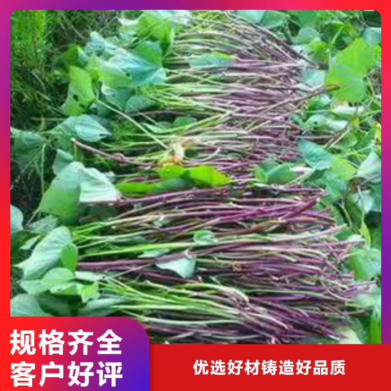 #紫薯苗#-欢迎您
