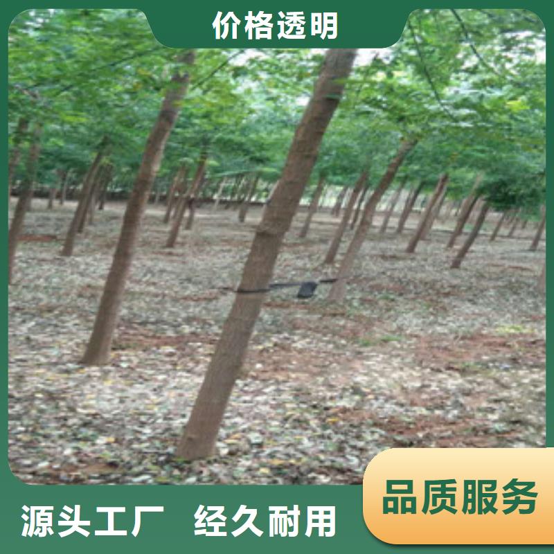 槐树-优质靠谱选择我们选择放心