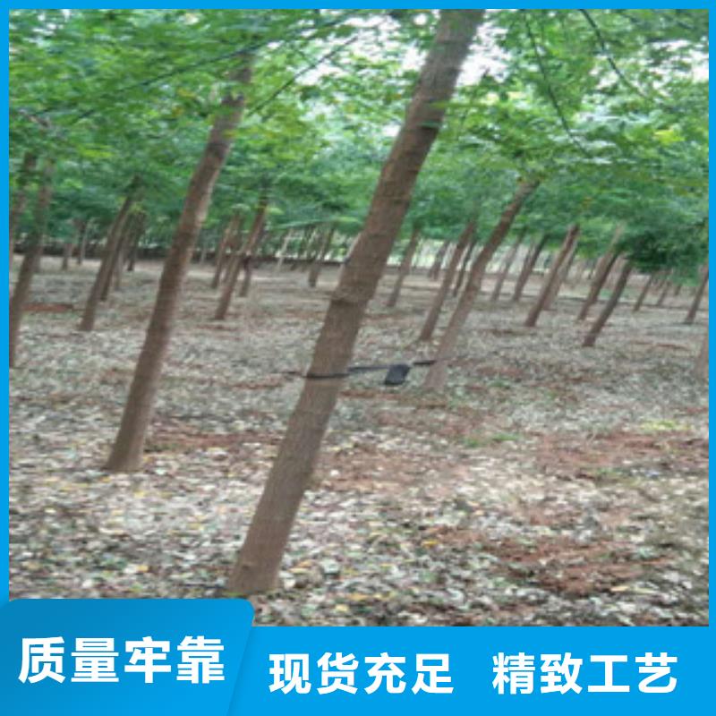 槐树厂家实力优品