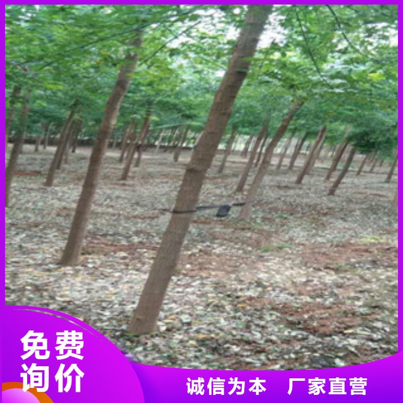 槐树低价保真生产型