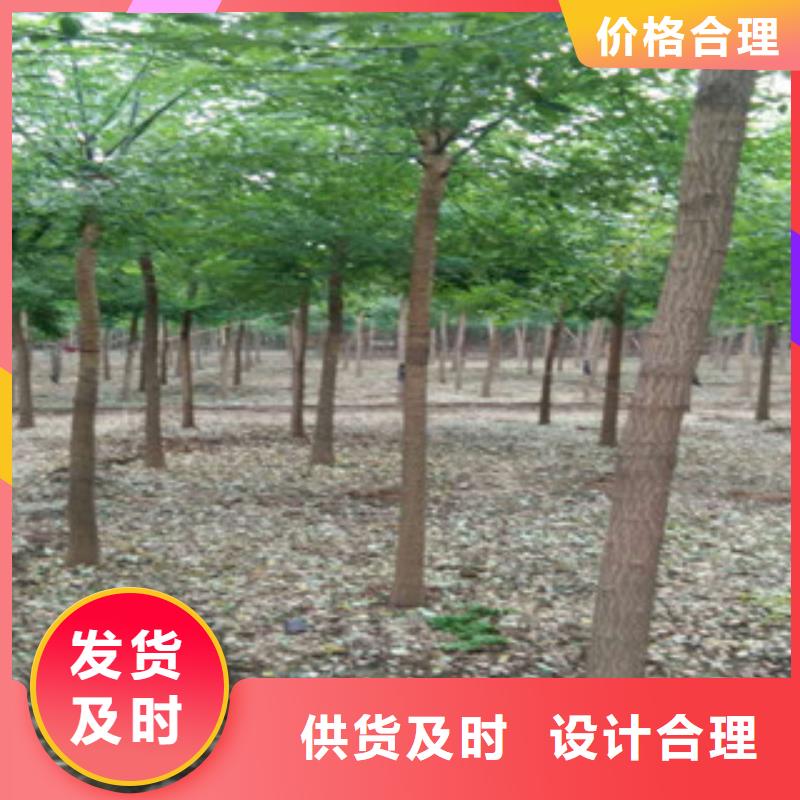 槐树-实力企业值得买
