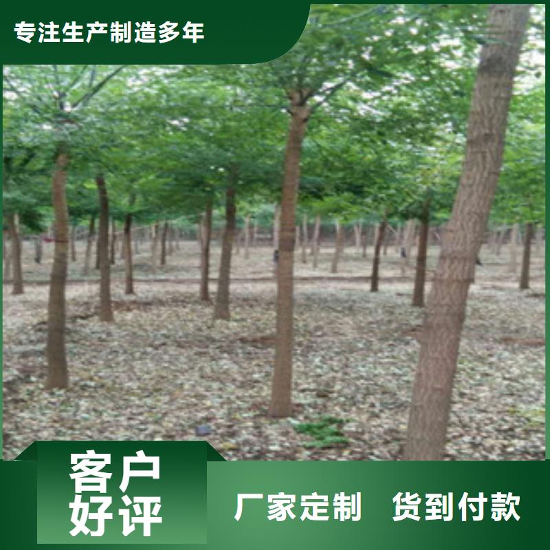 供应批发槐树-热销