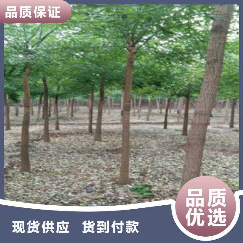 槐树-实力商家