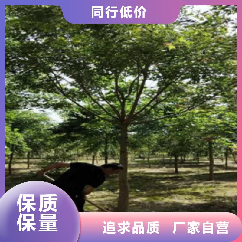 #槐树#-可定制