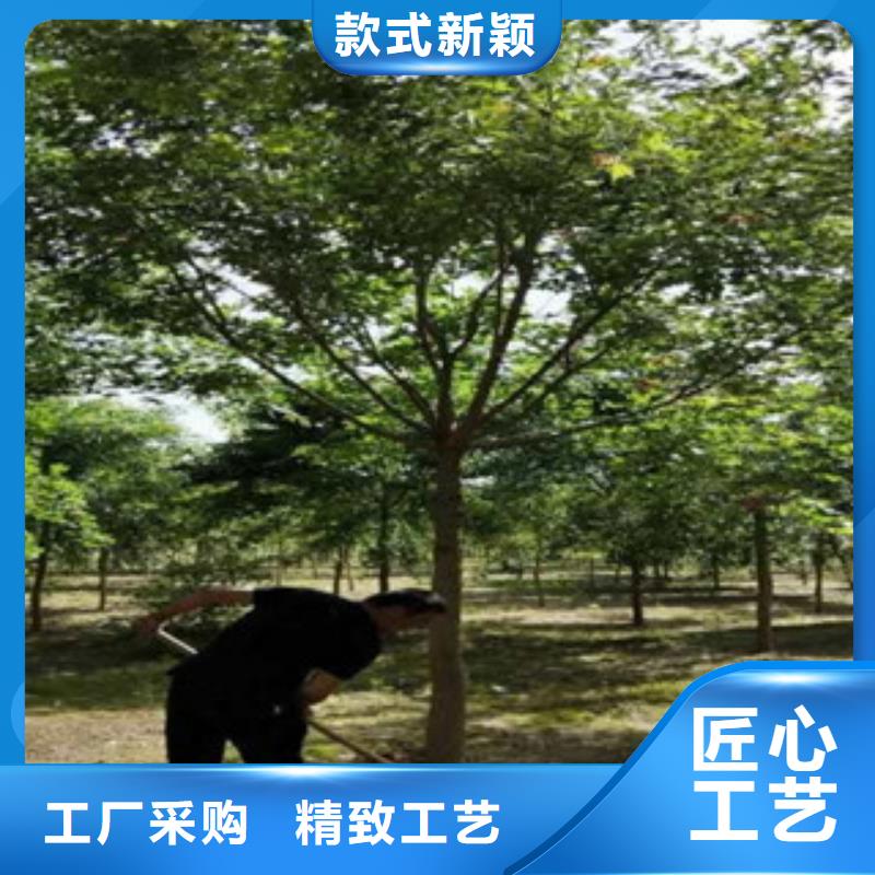 规格全的槐树现货厂家当地经销商