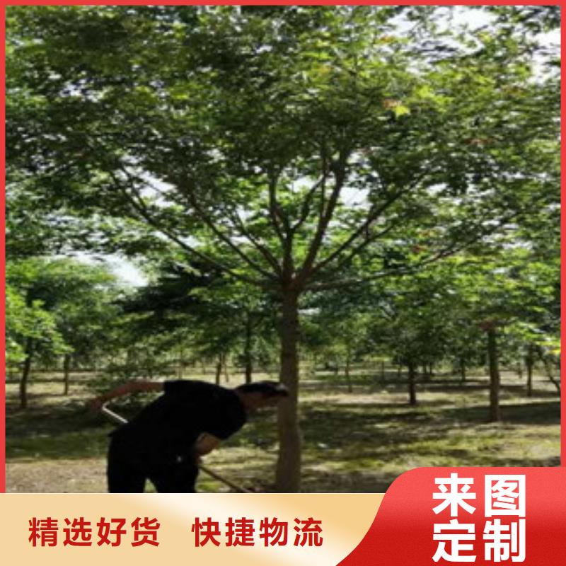 槐树标准