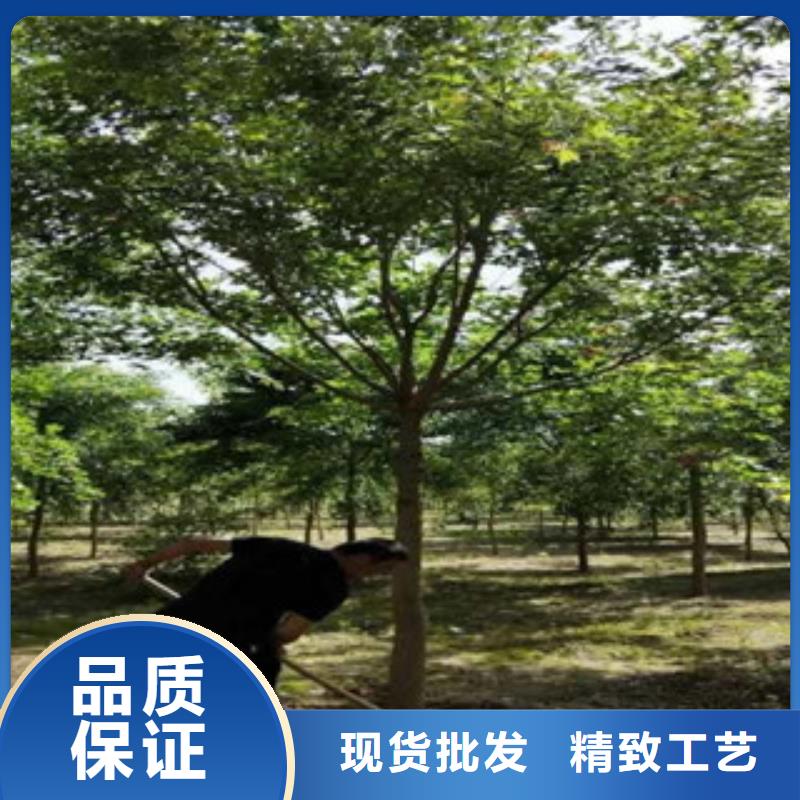 发货及时的槐树厂家