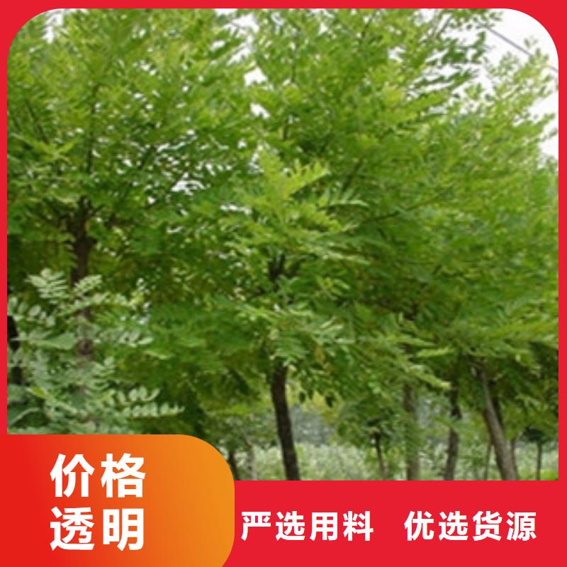槐树质量认证