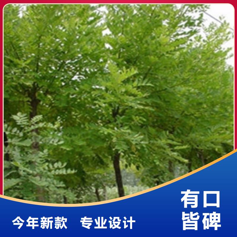 槐树标准