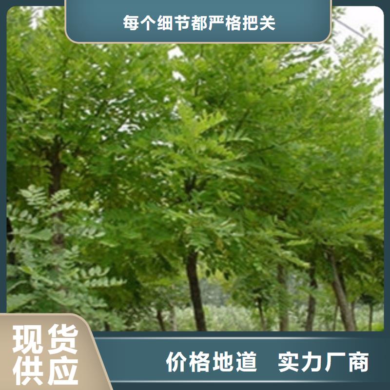 槐树|品质好的槐树厂家
