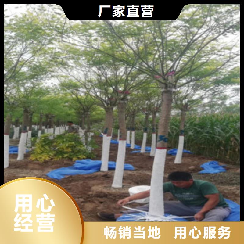 槐树提供定制