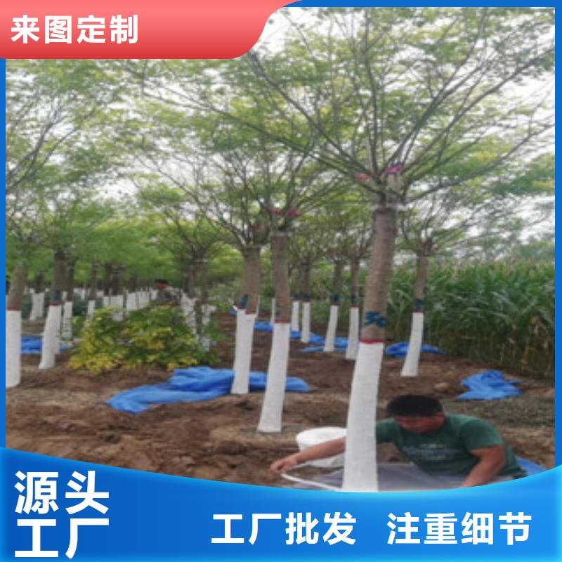 服务周到的槐树公司当地公司