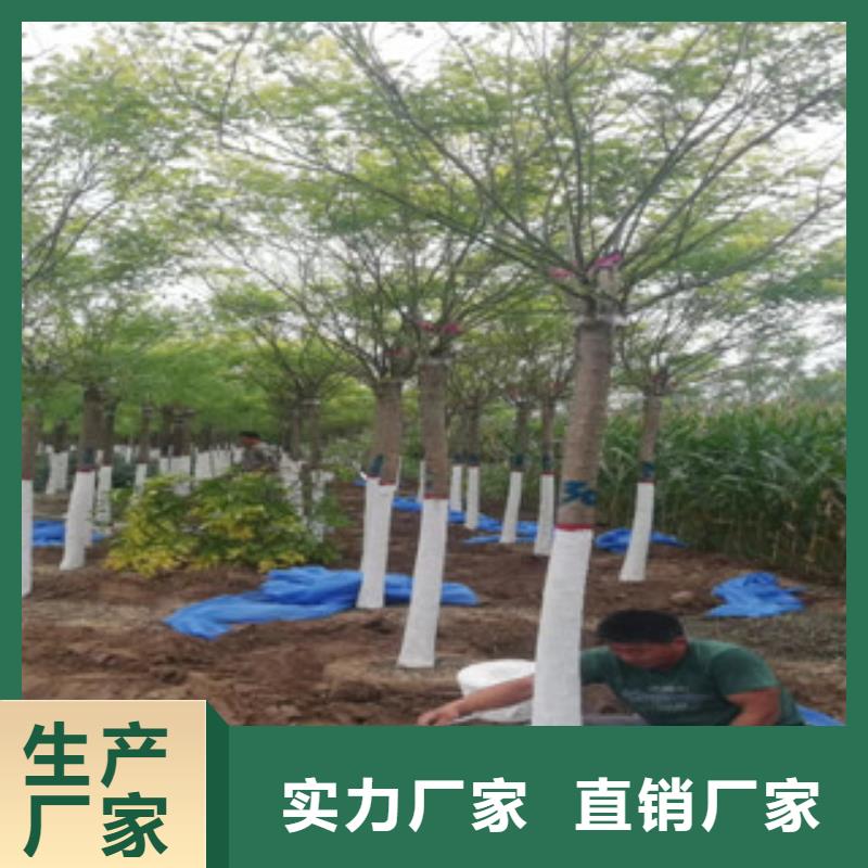 服务周到的槐树生产厂家专业按需定制