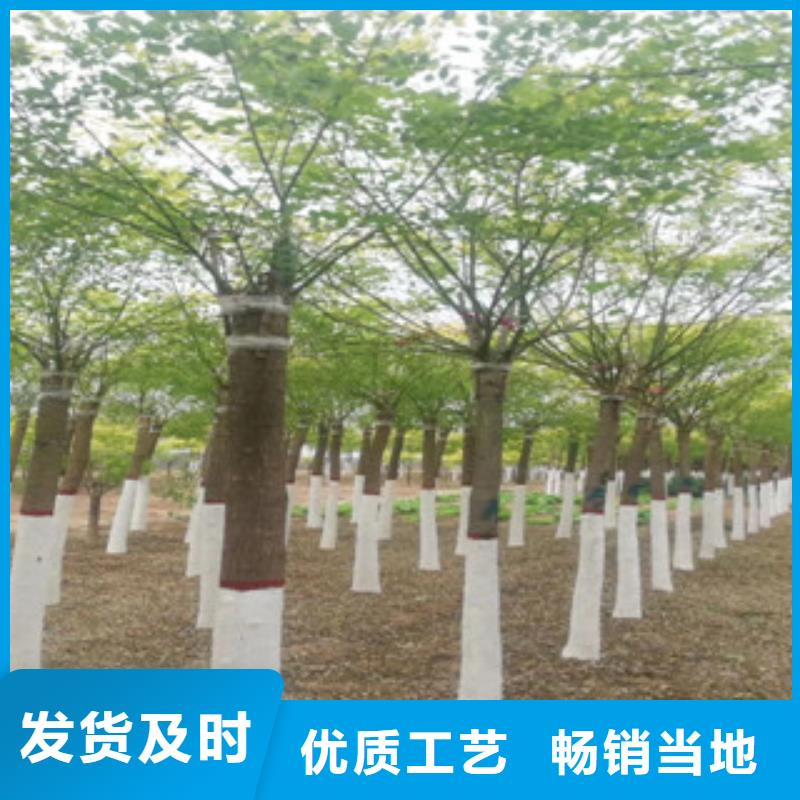 2025价格优惠#槐树#本地厂家