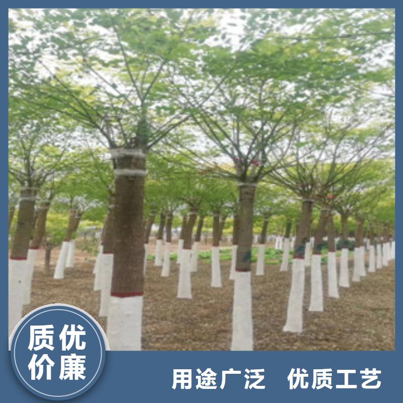 定制槐树_优质厂家当地生产商