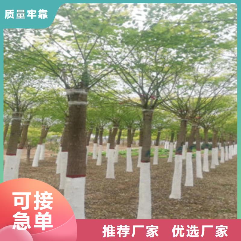 槐树-槐树好评