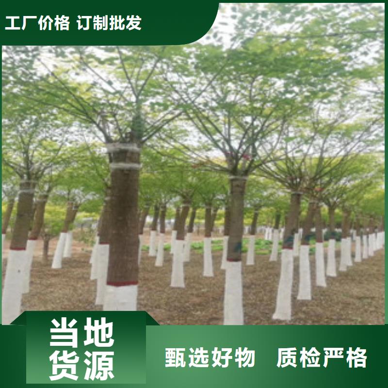 定做槐树