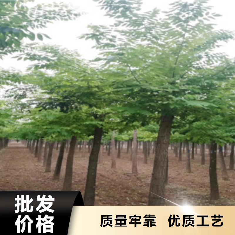 槐树-用的放心