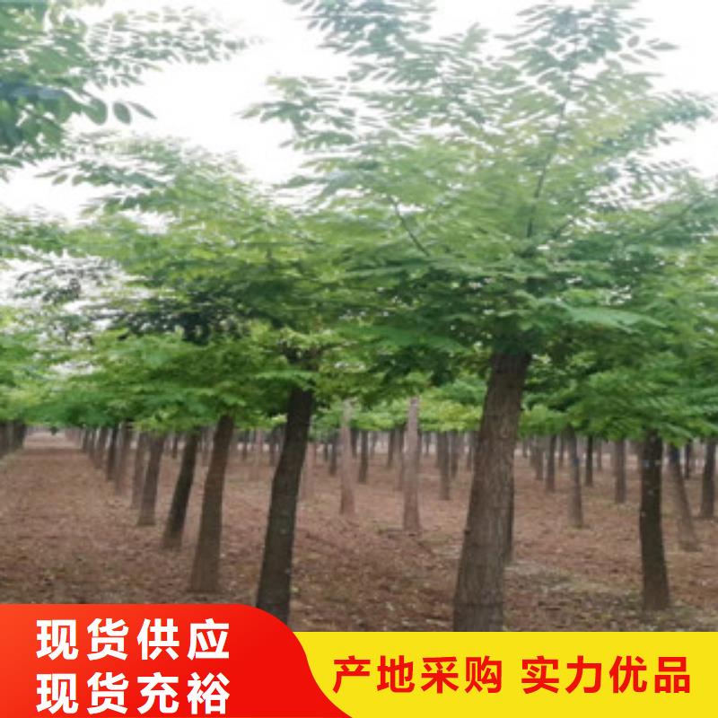 槐树-槐树好评